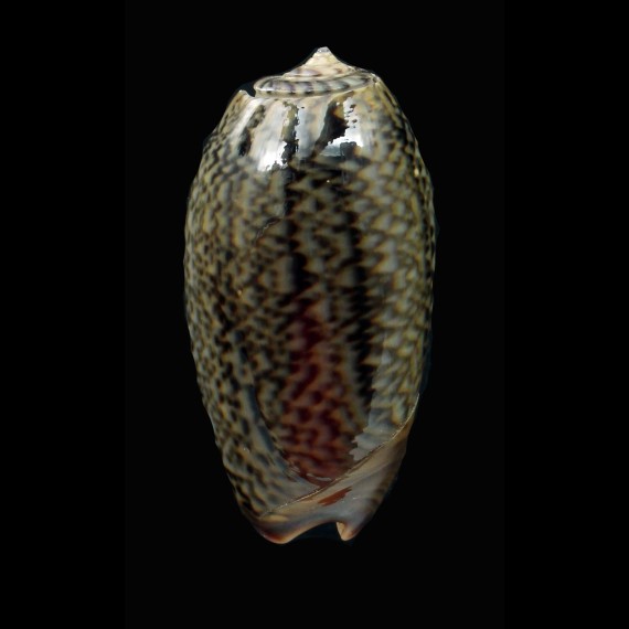 reticulata azona 43,5mm DARK