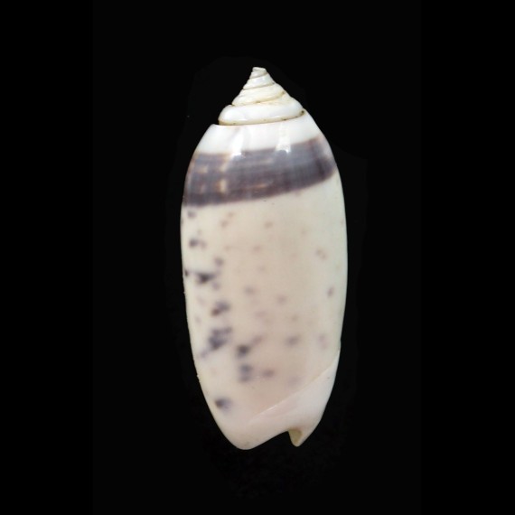 oliva stellata 29,6mm