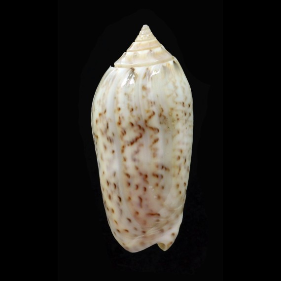 fulgurator bullata 37,8mm