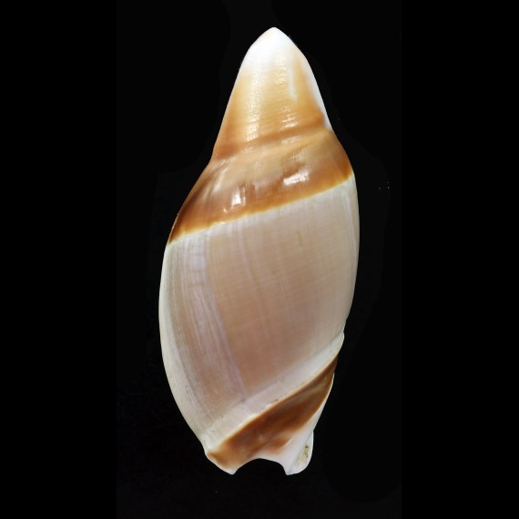 albicallosa 63,5mm