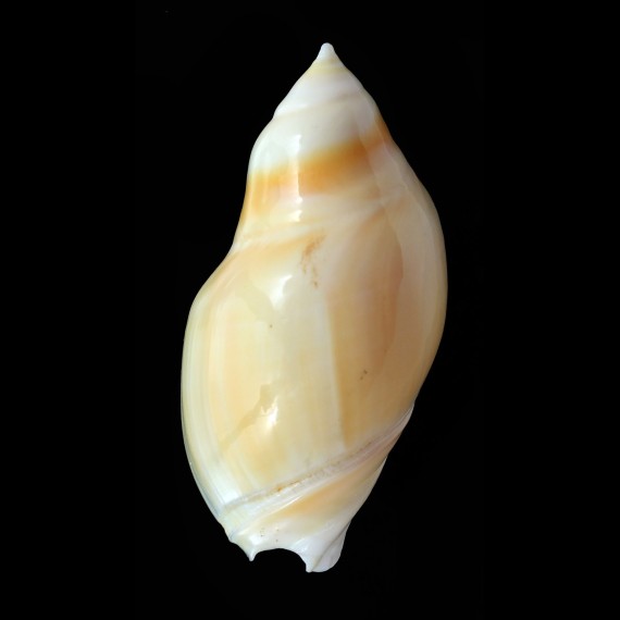 glabrata 75,1mm