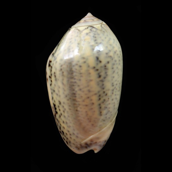 incrassata 58,7mm