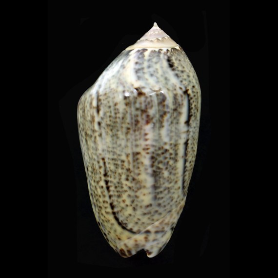 incrassata 78,4mm