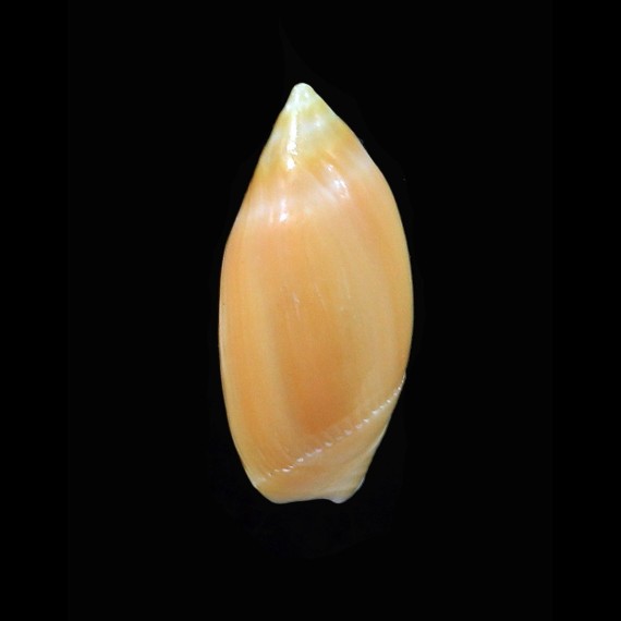 matthewsi 22,0mm UNCOMMON