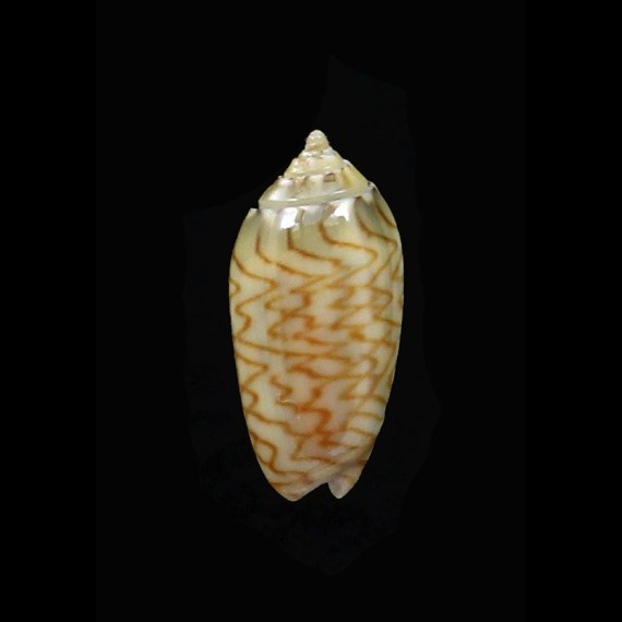 brettinghami 14,3mm