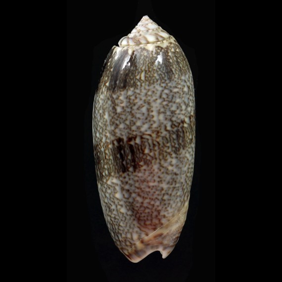 sericea 65,5mm