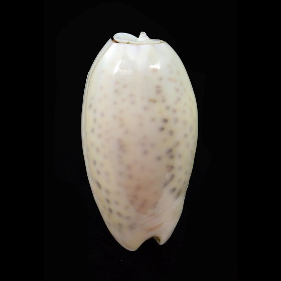 bulbiformis 46,0mm