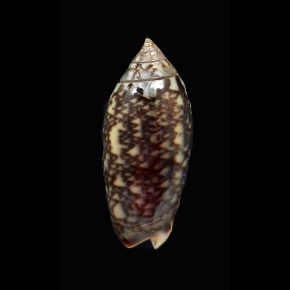 duclosi 23,4mm