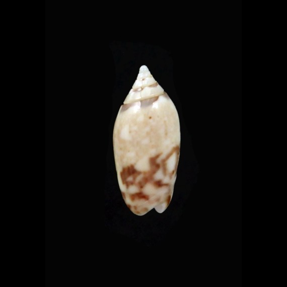 panniculata 14,0mm