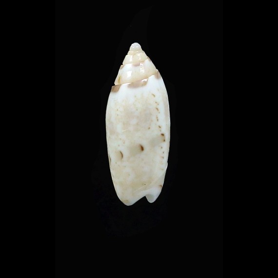 panniculata 15,3mm