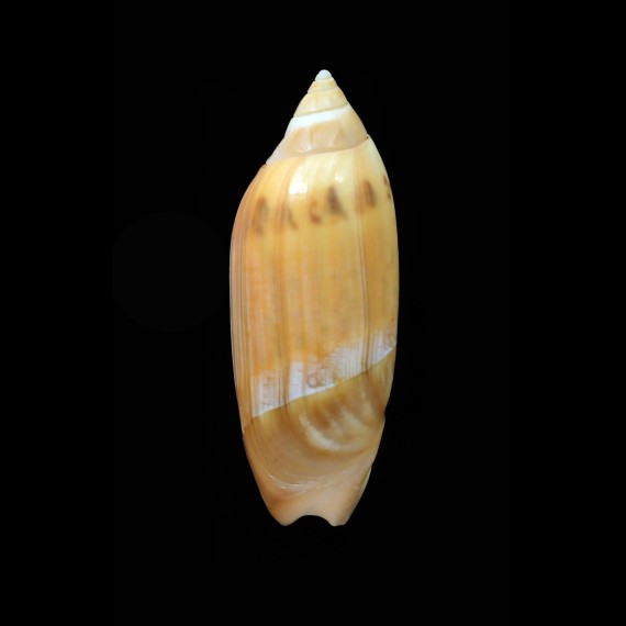 acuminata 54,2mm