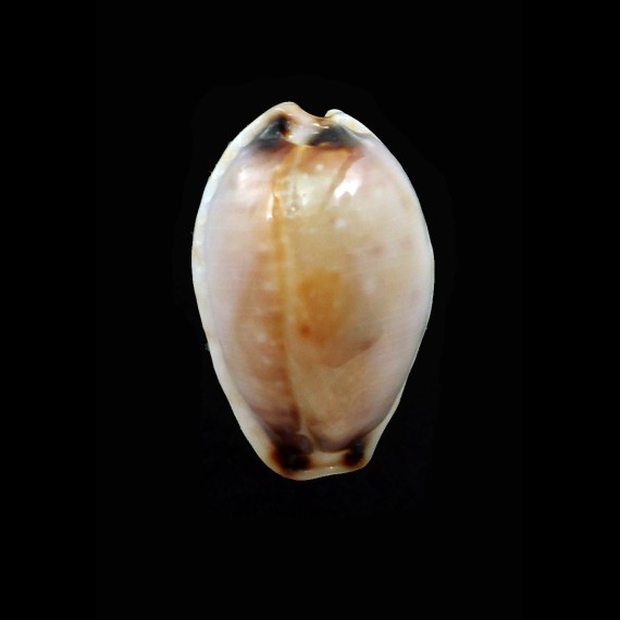 gangranosa reentsii 21,7mm