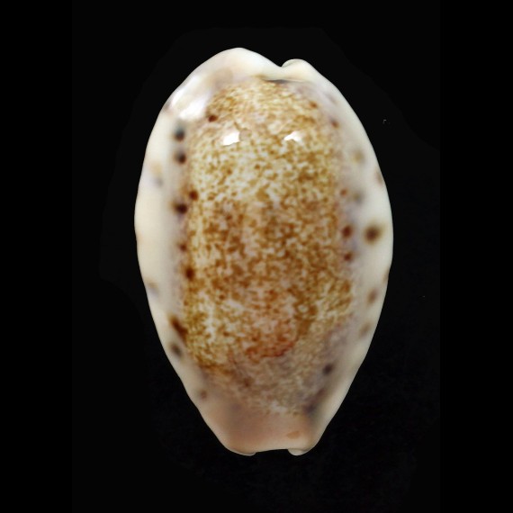 caurica quinquefasciata 37,7mm