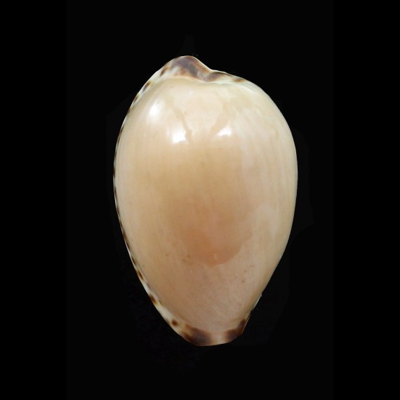 angustata 30,0mm BIG