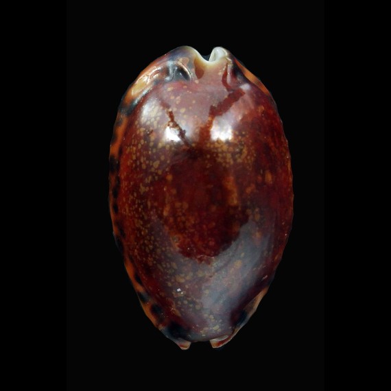 grayana 36,1mm DWARF RUSTY