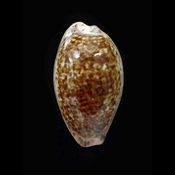 annettae 39,1mm