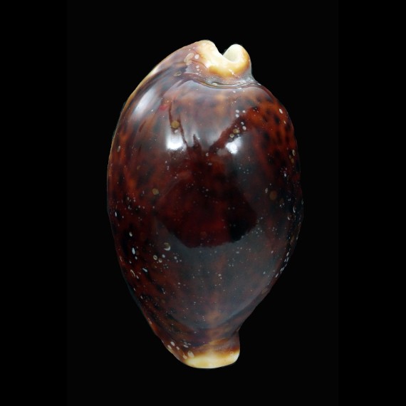 pantherina funebralis 71,7mm