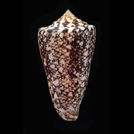 locumtemens 51,2mm