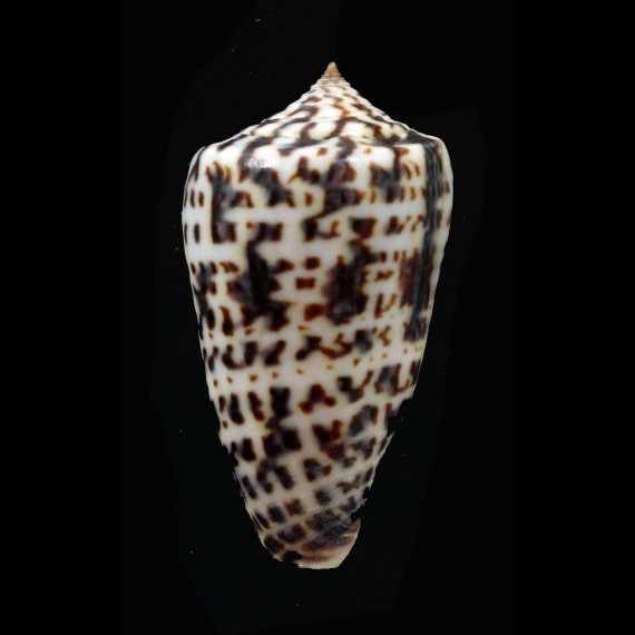 jickelii 44,8mm DARK