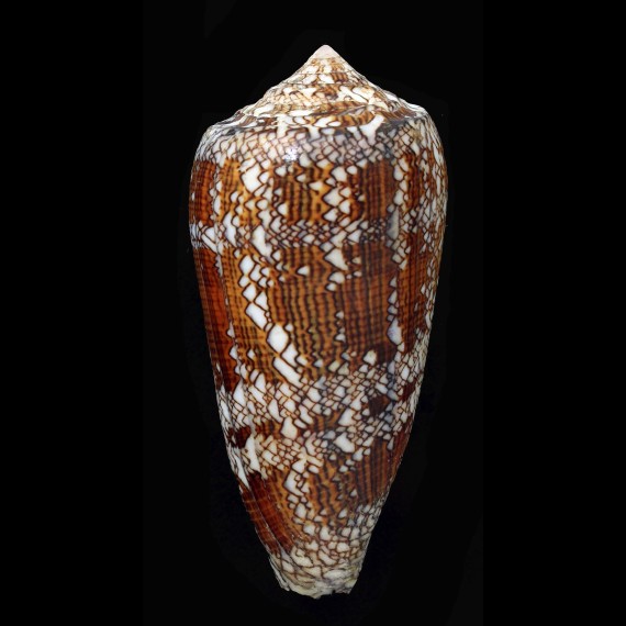 archiepiscopus pyramidalis 108,1mm
