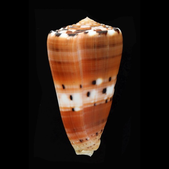 barthelemyi 75,1mm BIG