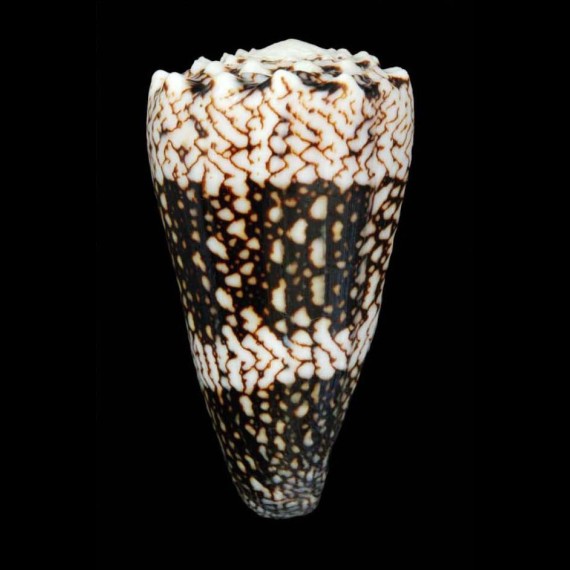 bandanus vidua