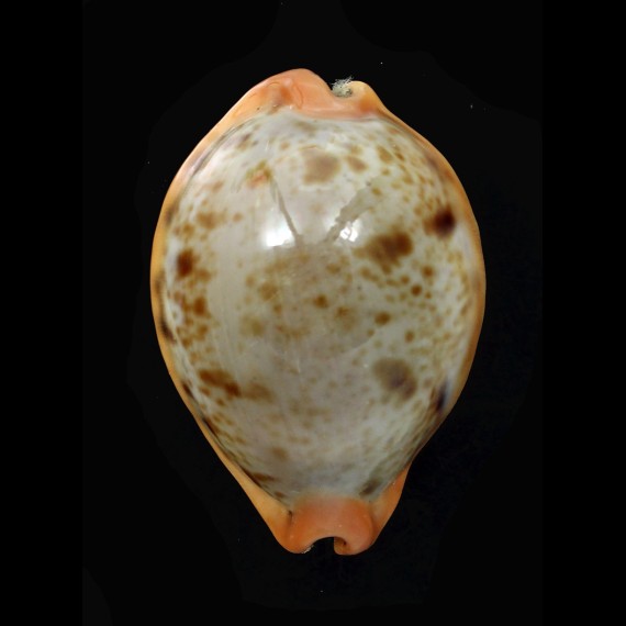 porteri 52,0mm