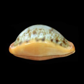 porteri 52,0mm