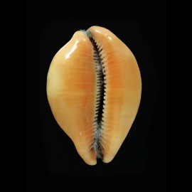 porteri 52,0mm