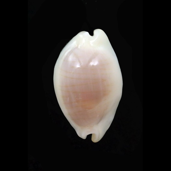 clandestina 22,0mm ROSTRATE