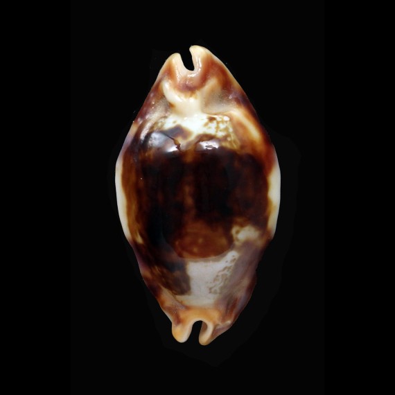 stolida crossei 35,4mm ROSTRATE