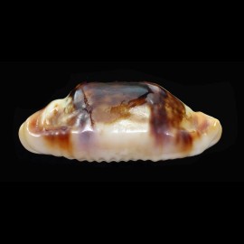 stolida crossei 35,4mm ROSTRATE