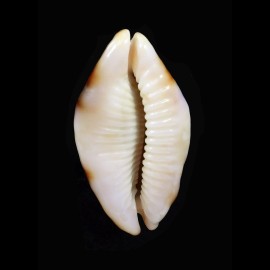 stolida crossei 35,4mm ROSTRATE