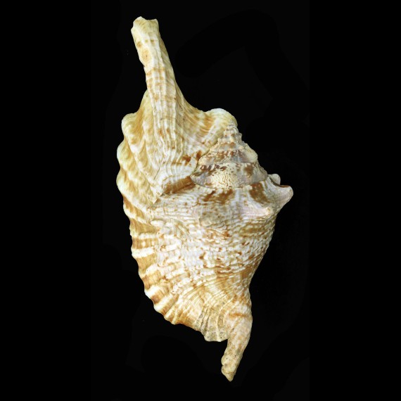 gallus 158,0mm BIG