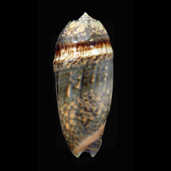 miniacea tremulina 89,8mm FREAK