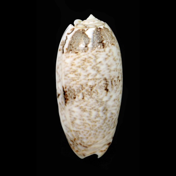 sericea 87,6mm