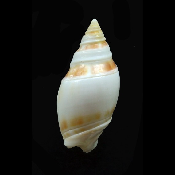 marginata 37,0mm