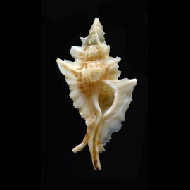 duffusi 35,0mm RARE