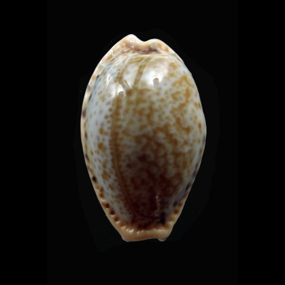 spurca verdensium 27,4mm