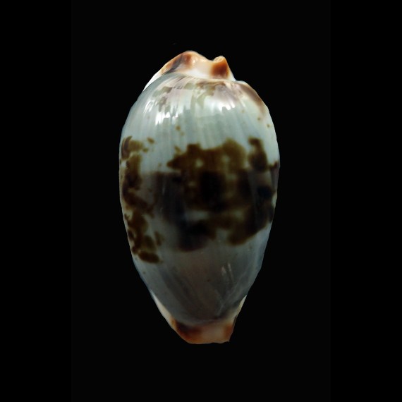 erythraensis 27,3mm BIG