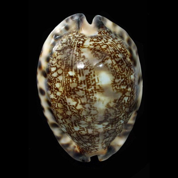 arabica asiatica gibba 67,7mm