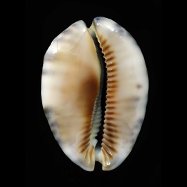 arabica asiatica gibba 67,7mm