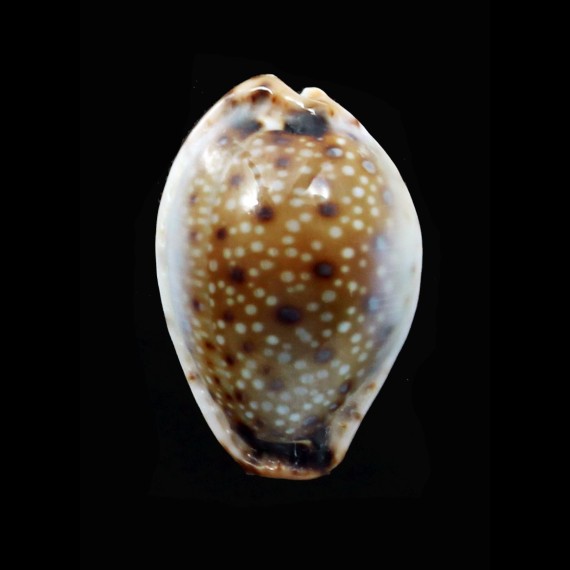 gangranosa annosa 23,4mm