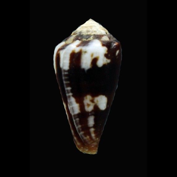 exiguus cabriti 29,5mm BIG