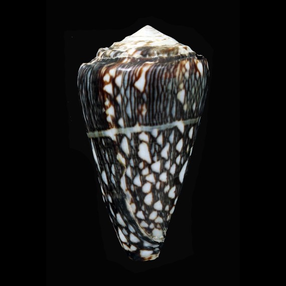 marmoreus crosseanus lineata 58,4mm