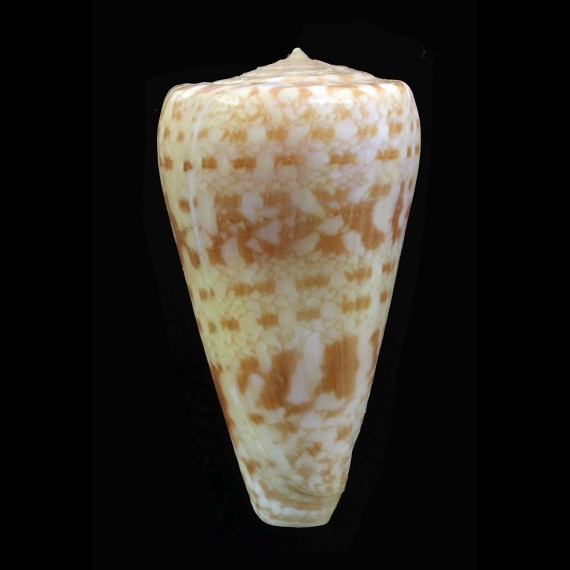 royaikeni 57,3mm BIG