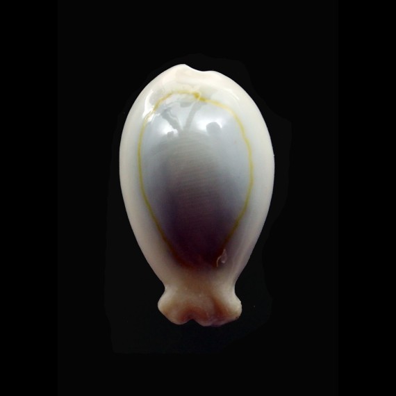 annulus "bunny" 25,0mm
