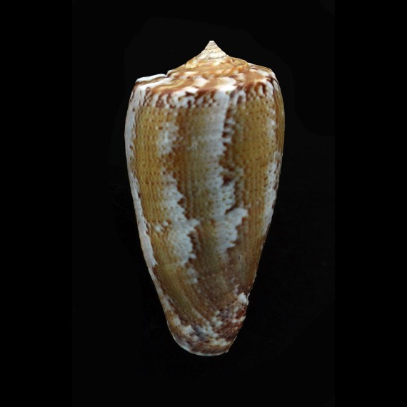 cuvieri 44,8mm BIG