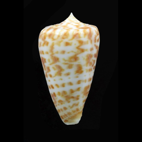 jickelii 43,7mm
