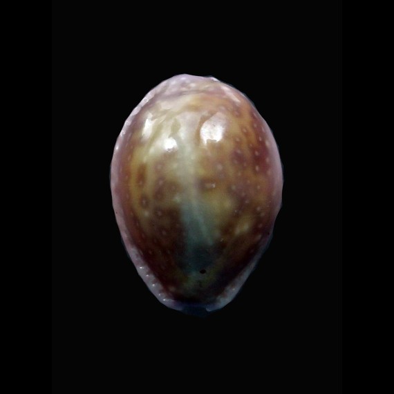 poraria 20,6mm